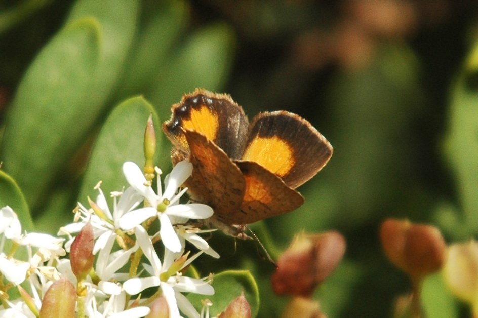 018 Copper, Bright, 2008-01184873b.JPG - Bright Copper (Paralucia aurifera ) Butterfly. Hobart Botanic Gardens, Tasmania, AU, 1-18-2008